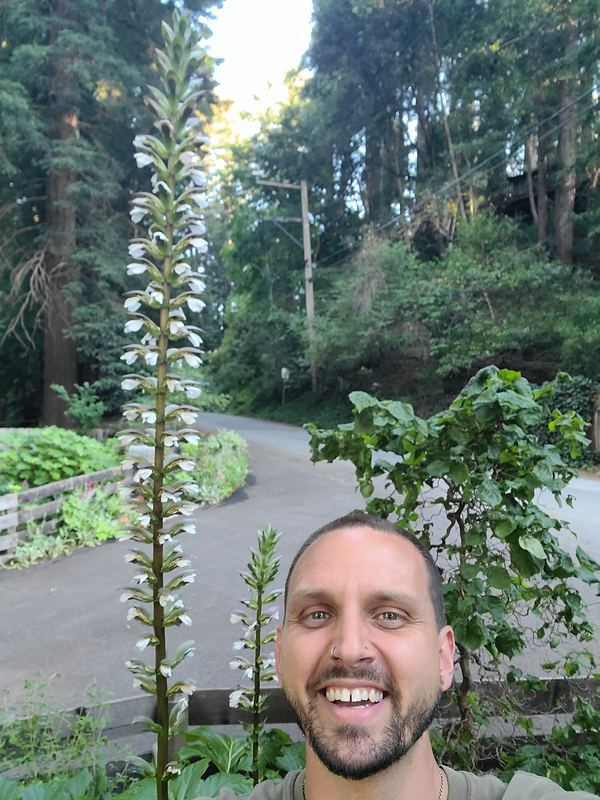 David Crommett, who leads The Garden Guide, in the garden with a flowering acanthus, Santa Cruz County, June 2026